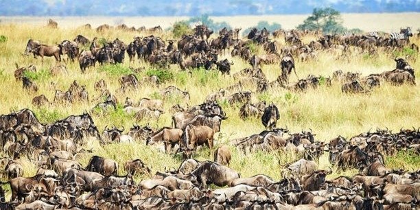 5 days Ndutu calving season Serengeti migration safari package