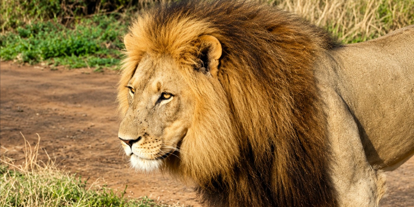 10 Day Private Safari, Kruger, Eswatini, Hluhluwe & Lesotho
