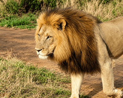 7-Day Private South Africa, Kruger, Eswatini & Hluhluwe iMfolozi