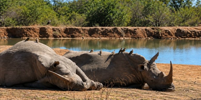 7-Day Private South Africa, Kruger, Eswatini & Hluhluwe iMfolozi
