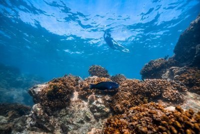 Los Cabos Guided Snorkel at Santa Maria & Chileno Bay
