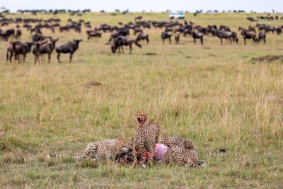 7 days Ndutu Serengeti migration safari package in Tanzania