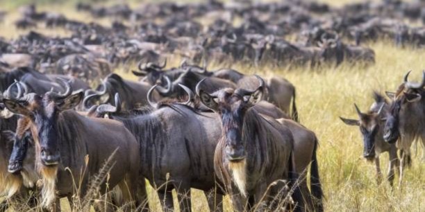 7 days Ndutu Serengeti migration safari package in Tanzania