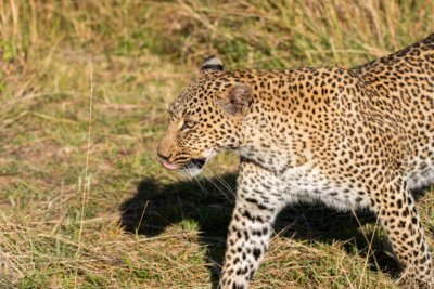 4 days Serengeti Ndutu Migration private safari package