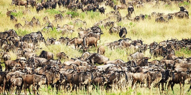 4 days Serengeti Ndutu Migration private safari package