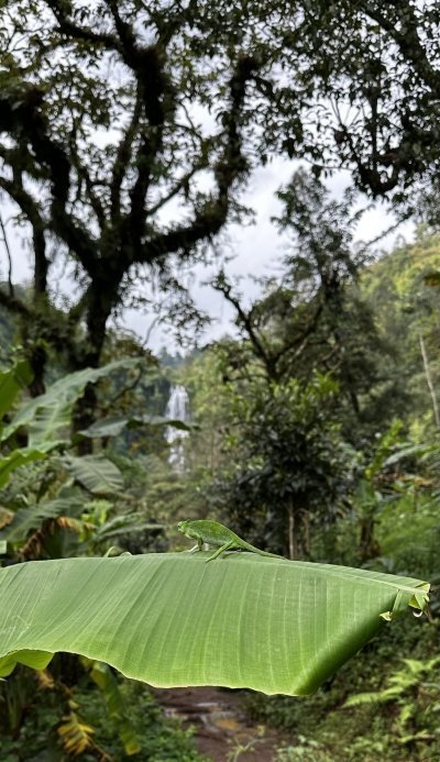 Materuni Waterfall & Coffee Tour