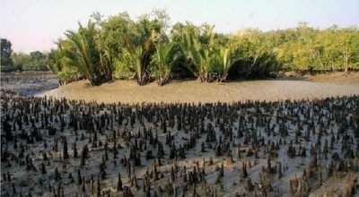 The Largest Mangrove forest Sundarban & Dhaka City Tour The Largest Mangrove forest Sundarban & Dhaka City Tour