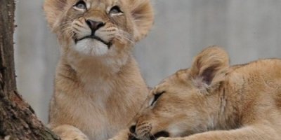 Tanzania Bush Safari Adventure