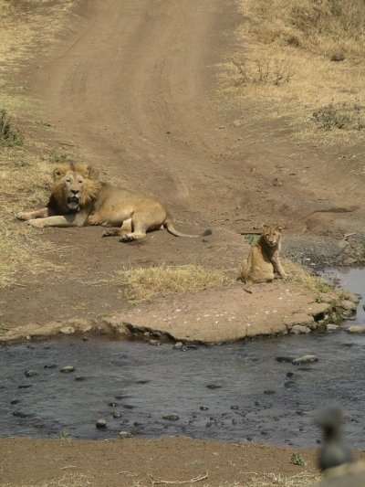 Tanzania Bush Safari Adventure
