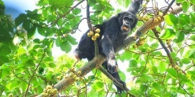3 Days Chimpanzee Trekking in Kibale National Park Uganda
