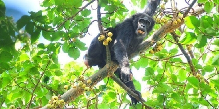 3 Days Chimpanzee Trekking in Kibale National Park Uganda