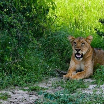 5 Days Uganda Big Five Safaris 5 Days Uganda Big Five Safaris