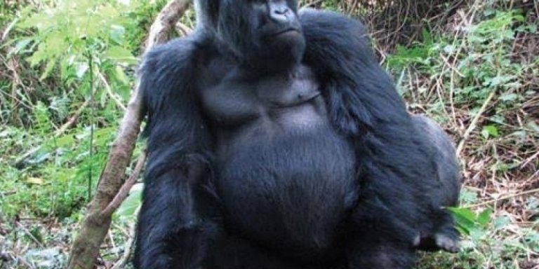 8 Days gorilla,chimpanzee and wildlife Uganda Safari