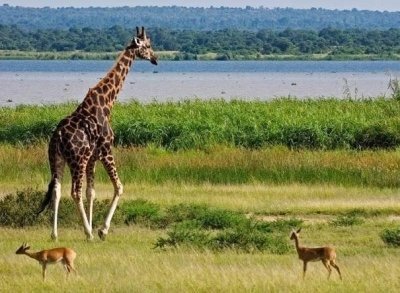 8 Days gorilla,chimpanzee and wildlife Uganda Safari 8 Days gorilla,chimpanzee and wildlife Uganda Safari
