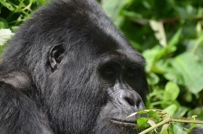 4 Days Lake Mburo and Bwindi 4 Days Lake Mburo and Bwindi