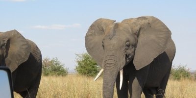 ONE DAY TANZANIA PRIVATE SAFARI - TARANGIRE NATIONAL PARK