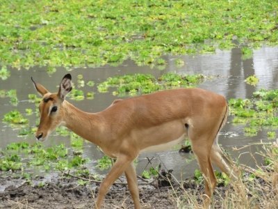 ONE DAY TANZANIA PRIVATE SAFARI - TARANGIRE NATIONAL PARK ONE DAY TANZANIA PRIVATE SAFARI - TARANGIRE NATIONAL PARK