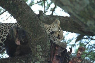 6 Days Under Canvas – Wildlife Camping Safari