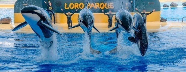 Loro Parque private tour in Tenerife