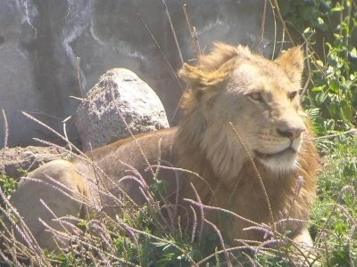 Short Northern Safari 4 Days