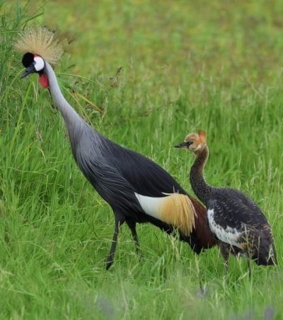 3 Days Tanzania Camping Safari