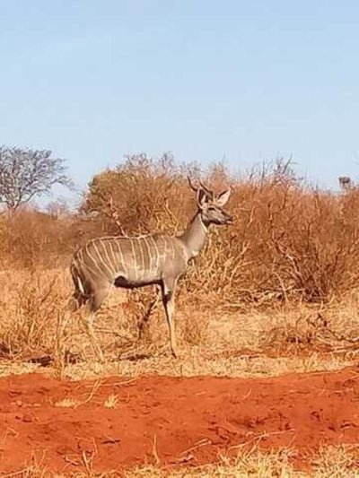 1 Day Tsavo East National Park Safari Pumba