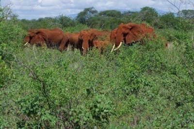 1 day tsavo east 1 day tsavo east