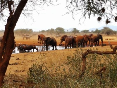 2 Days Tsavo East Sentrim 2 Days Tsavo East Sentrim