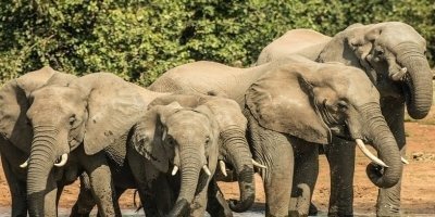 Transfers & Round-Trips