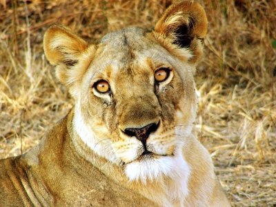 TANZANIA COMBO SAFARI - WILDLIFE & CHIMPANZEE