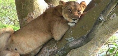 3 Days Queen Elizabeth Tours 3 Days Queen Elizabeth Tours