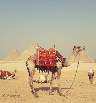 Layover to the Giza pyramids with Camel ride and lunch