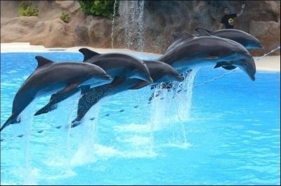 Twin Ticket - Siam Park & Loro Parque with Bus transfer from the North Twin Ticket - Siam Park & Loro Parque with Bus transfer from the North