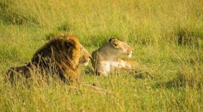 2 DAYS TANZANIA BUDGET/LUXURY PRIVATE  SAFARI