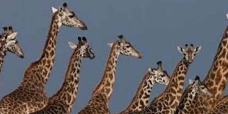  1-Day Wonderful Safari Arusha National Park