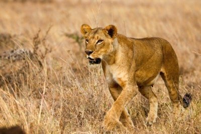 4WD - Nairobi National Park Tour 4WD - Nairobi National Park Tour