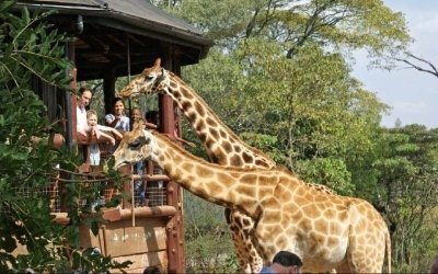 Half day tour Giraffe center David Sheldrick & Karen Blixen museum