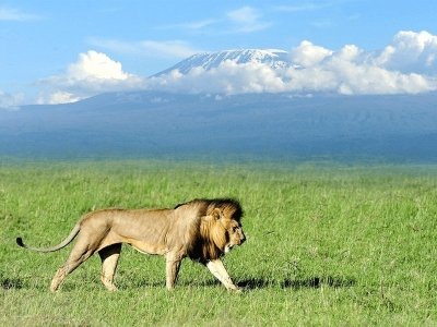 AMBOSELI WILDLIFE DAY TOUR FROM NAIROBI