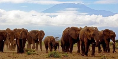 AMBOSELI WILDLIFE DAY TOUR FROM NAIROBI