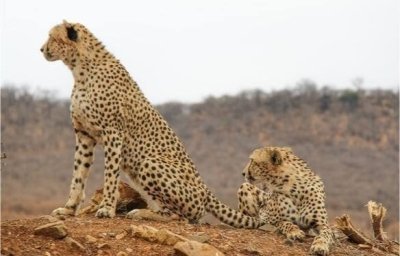 9 Days Tanzania Escape