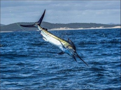Fishing Trip in Tenerife - Half Day Shared Charter from Puerto Colon Fishing Trip in Tenerife - Half Day Shared Charter from Puerto Colon