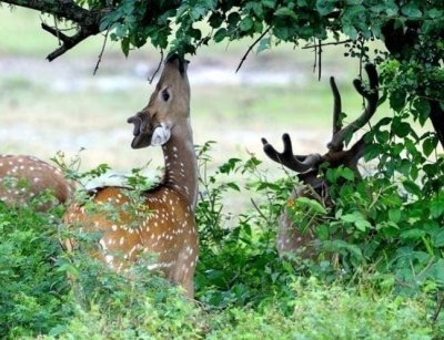 Odisha Temples & Sundarbans Delta