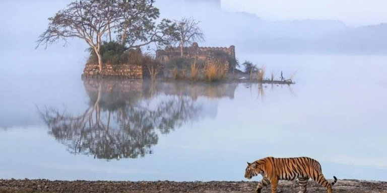 Classical India & Tiger Safari Tour