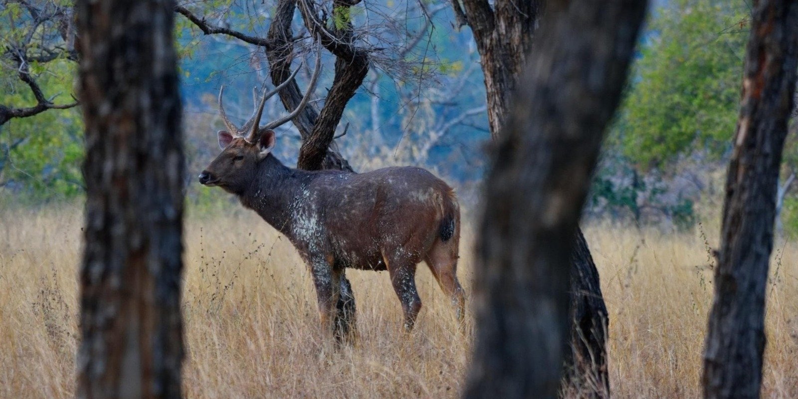 Incredible Wildlife Safari in Heart of Central India