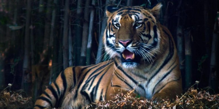 Incredible Wildlife Safari