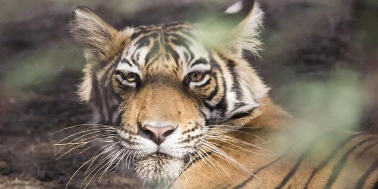 Golden Triangle with Ranthambore Tiger Reserve and Bundi Village