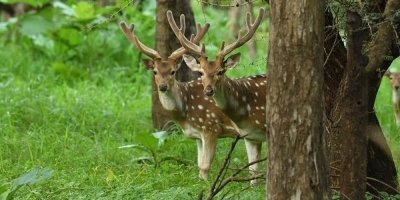 Gujarat Historical, Cultural, Religious & Wildlife Discovery Tour