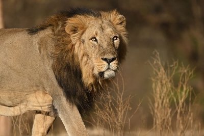 Gujarat Historical, Cultural, Religious & Wildlife Discovery Tour