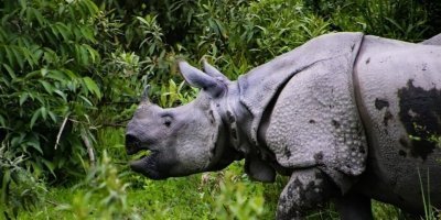 Kaziranga Rhino Tour with Shillong