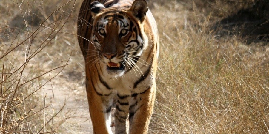 Bandipur Tigers & Elephants Sanctuary